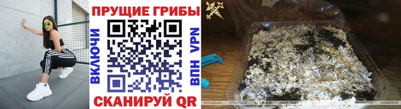 мега ССЫЛКА  купить   Дубна  Псилоцибиновые грибы Cubensis 